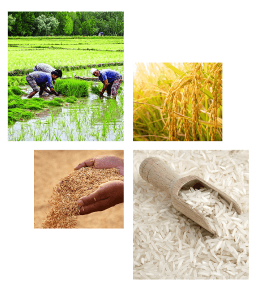 Different rice images