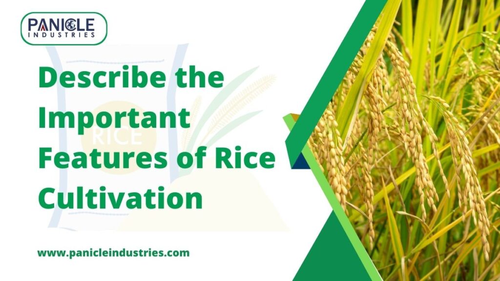 Describe the Important Features of Rice Cultivation