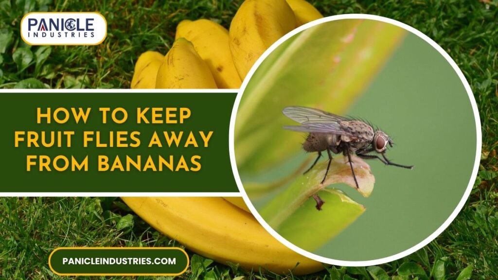 How to Keep Fruit Flies Away from Bananas