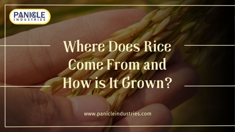 Where Does Rice Come From and How is It Grown?