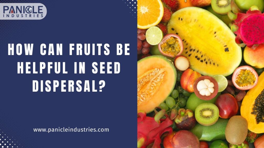 How Can Fruits Be Helpful in Seed Dispersal?