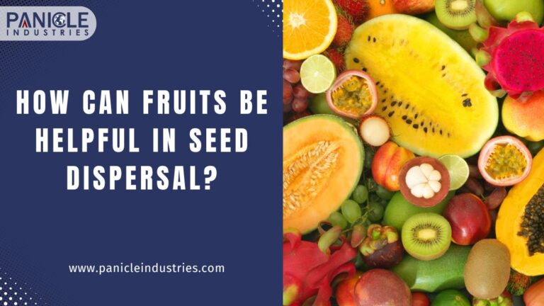 How Can Fruits Be Helpful in Seed Dispersal?