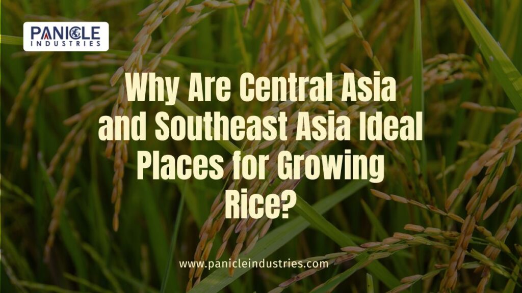 Why Are Central Asia and Southeast Asia Ideal Places for Growing Rice?