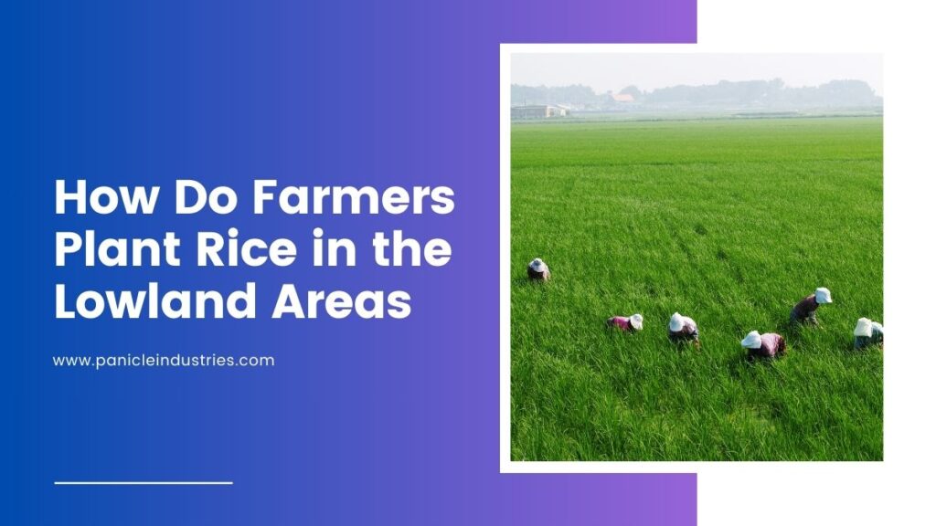 How Do Farmers Plant Rice in the Lowland Areas