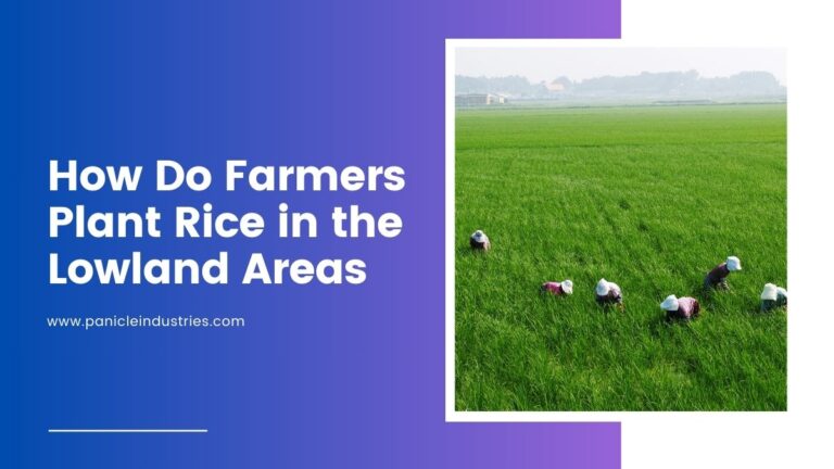 How Do Farmers Plant Rice in the Lowland Areas