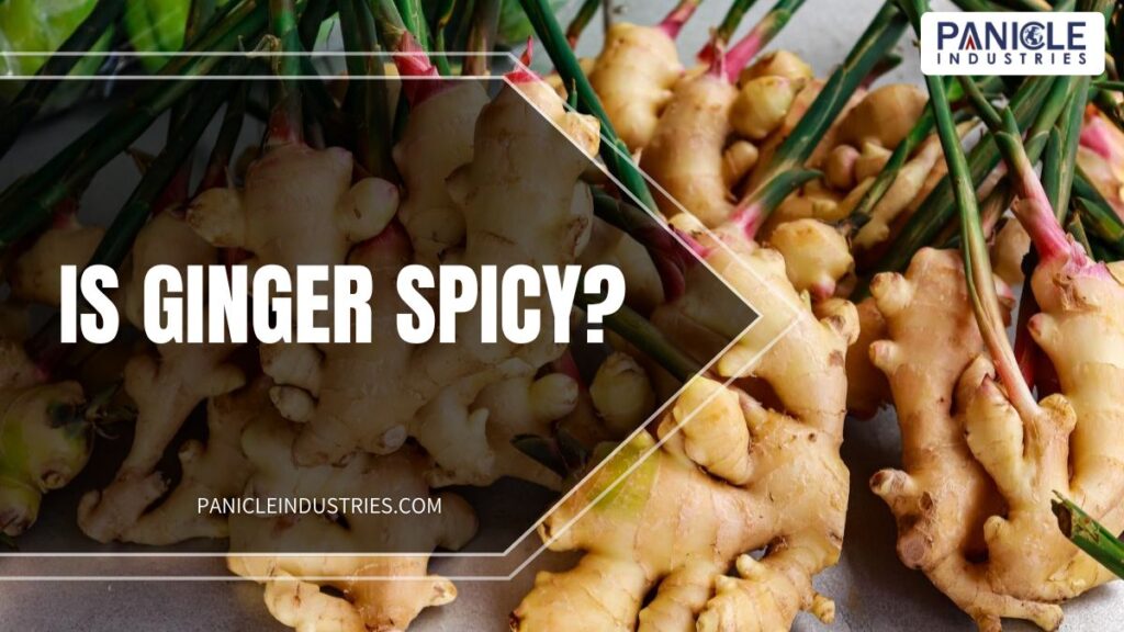 Is Ginger Spicy?