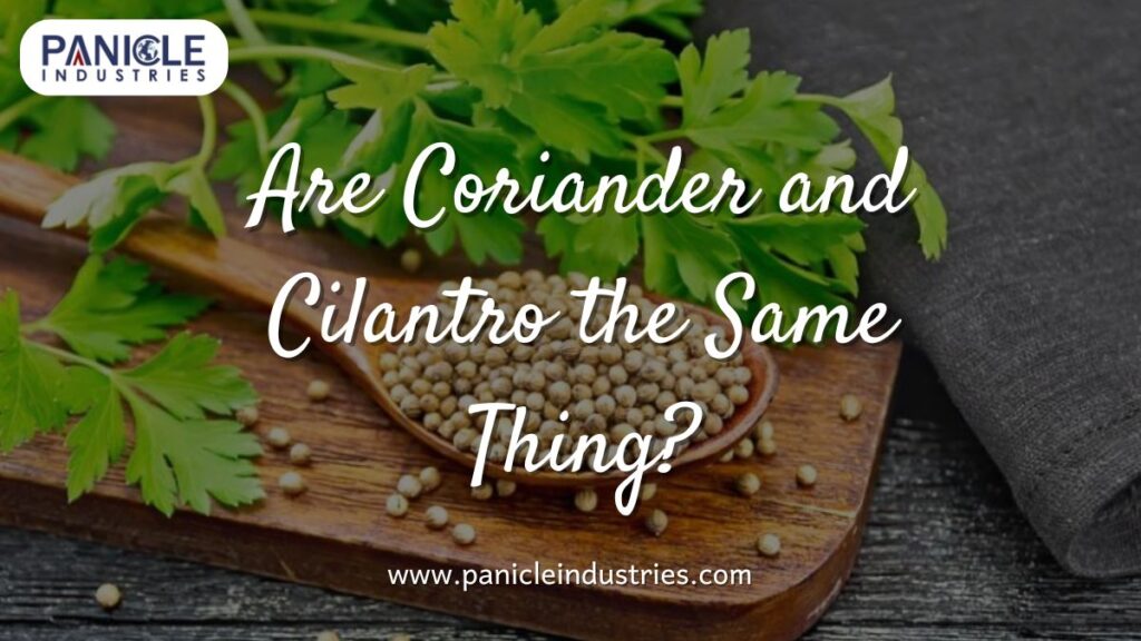 Are Coriander and Cilantro the Same Thing?