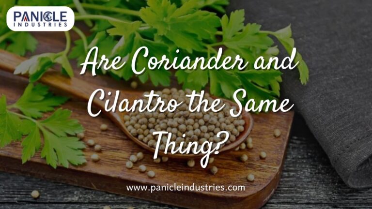 Are Coriander and Cilantro the Same Thing?