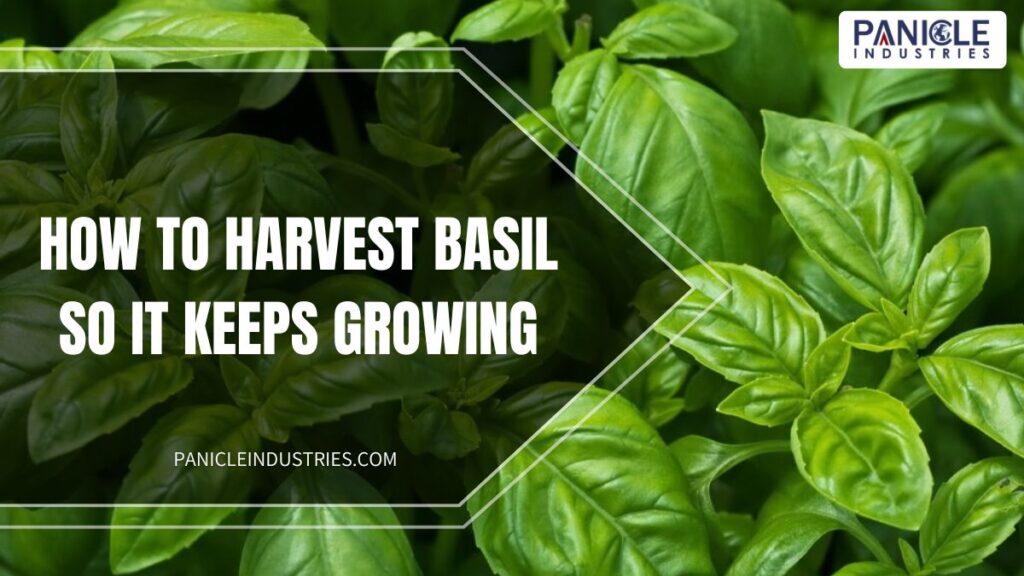 How to Harvest Basil So It Keeps Growing