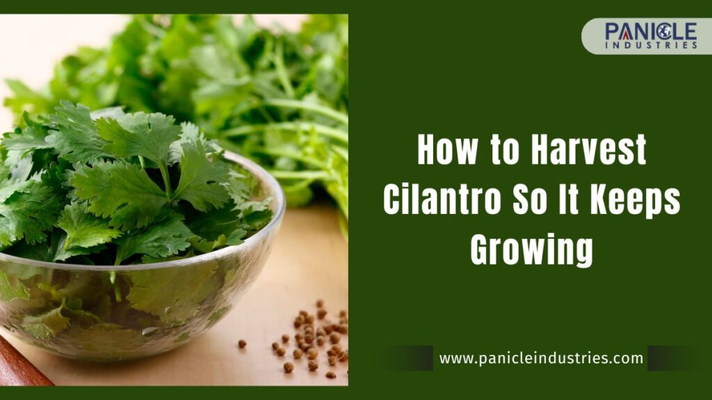 How to Harvest Cilantro So It Keeps Growing