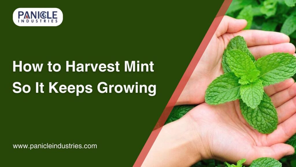 How to Harvest Mint So It Keeps Growing