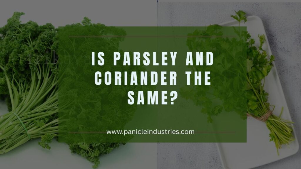 Is Parsley and Coriander the Same?