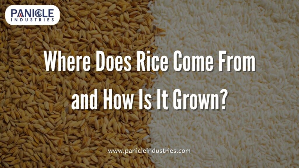 Where Does Rice Come From and How Is It Grown?